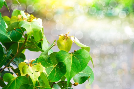 Close up green leaf on tree blurry bokeh background in garden of forest. leaf in a field with leaves. Using wallpaper or background for nature, natural and refreshingの写真素材