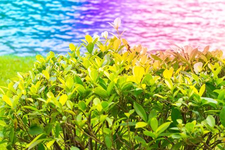 Close up green leaf on tree blurry bokeh background in garden of forest. leaf in a field with leaves. Using wallpaper or background for nature, natural and refreshingの写真素材