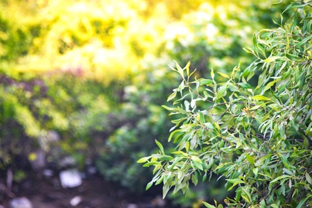 Close up green leaf on tree blurry bokeh background in garden of forest. leaf in a field with...