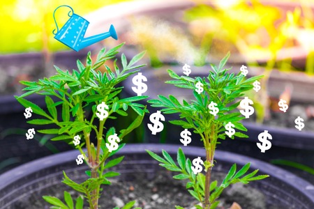 pot with leaf or leaves and dollar vector on tree blurry background in garden. Using wallpaper or background for nature, natural image.の写真素材