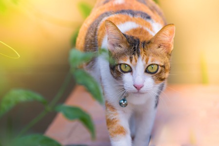 Cute cats are playing in the house on lawn. using wallpaper or background for animal image.の写真素材