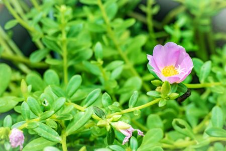 flower with green leaf on tree blurry bokeh foreground and background in garden.Using wallpaper or background for nature, natural and refreshinの写真素材