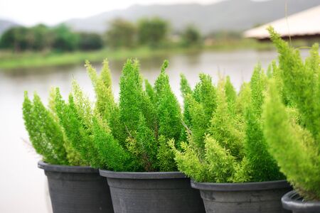 Droplet close up green leaf on tree blurry bokeh background in garden.Using wallpaper or background for nature, natural and refreshingの写真素材