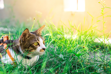 Cute cats are playing in the house on  lawn. using wallpaper or background 
for animal  image.の写真素材