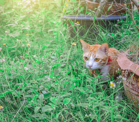 Cute cats are playing in the house on lawn. using wallpaper or background for animal image.の写真素材