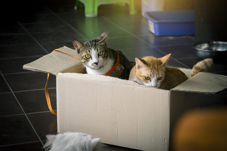 Close up thai cat cute playing in box and  blurred background using wallpaper or background.for Animal imageの写真素材