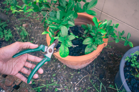 Career gardener asian man cutting branchin garden in nature.close up pruning maintenance tree and lawn blurred backgroundの写真素材