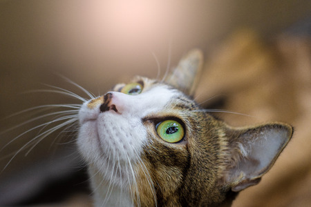 Thai cat playing on the field on blurred tree background