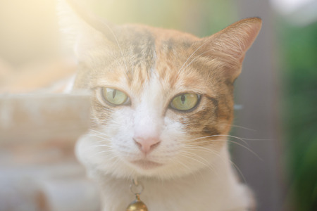 Thai cat playing on the field on blurred tree backgroundの写真素材