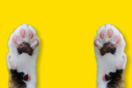 Hands Thai cat smile weat hat on yellow isolated background for animal image