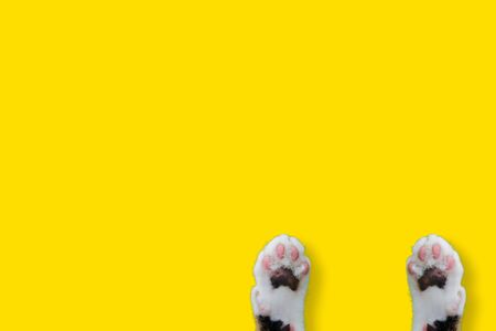 Hands Thai cat smile weat hat on yellow isolated background for animal image