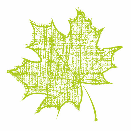 Green maple leaf のイラスト素材