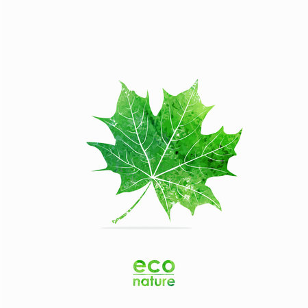 Green maple-leaf  Watercolor summer illustration  Eco design template のイラスト素材