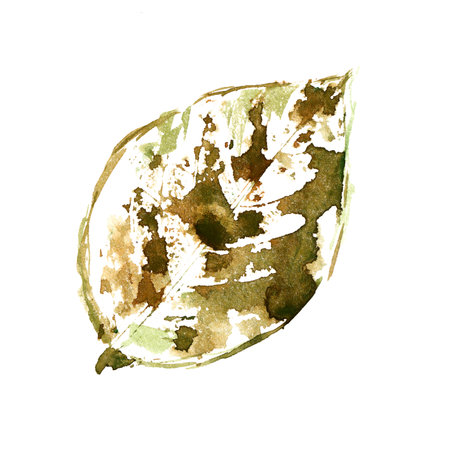 Watercolor leaf. Autumn design element.の写真素材