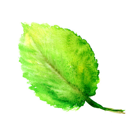 Green leaf. Watercolor paint.の写真素材