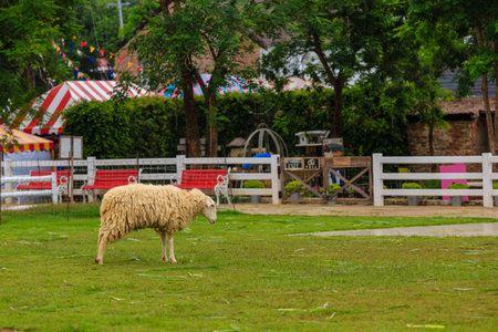 Sheep の写真素材