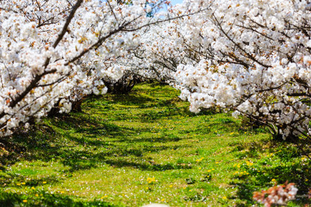 Sakura Park in Japanの写真素材