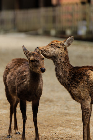 Deer  at kasuga-taisha , Nara in Japan
