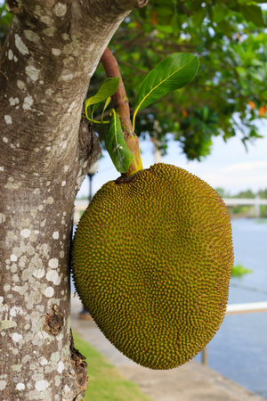 Jackfruit , Fruit in Thailand の写真素材