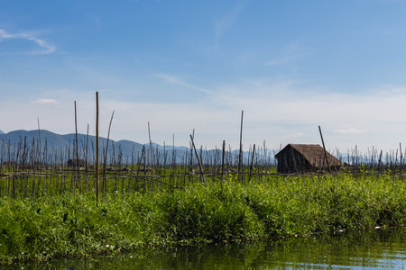 Floating Farm ,  inle lake in Myanmar  Burmar の写真素材