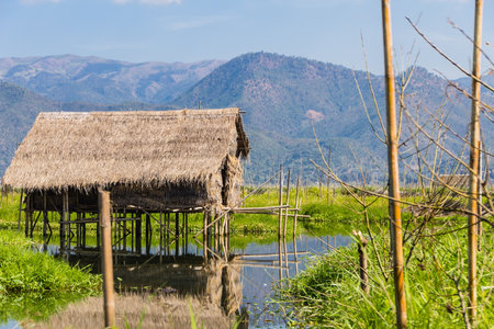 Floating Farm ,  inle lake in Myanmar  Burmar の写真素材