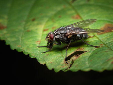A colorful fly perched on a green leaf in close-upの写真素材