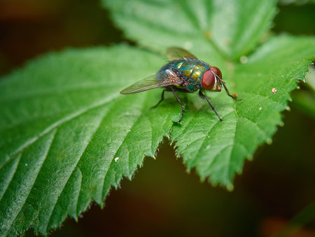 A colorful fly perched on a green leaf in close-upの写真素材