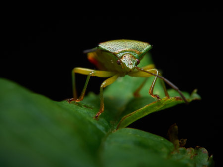 Chinavia halaris - Stink bug - a beautiful green young insect in its natural habitatの写真素材