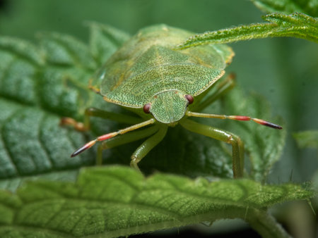 Chinavia halaris - Stink bug - a beautiful green young insect in its natural habitatの写真素材