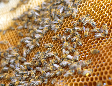 Little bees working in the beehive