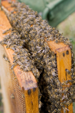 Many little bees working together