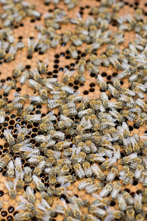 Many little bees working together in the beehive