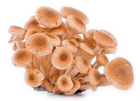 Many mushrooms isolated on white backgroundの写真素材