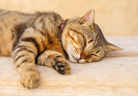 Portrait of a lazy cat lying on the tableの写真素材
