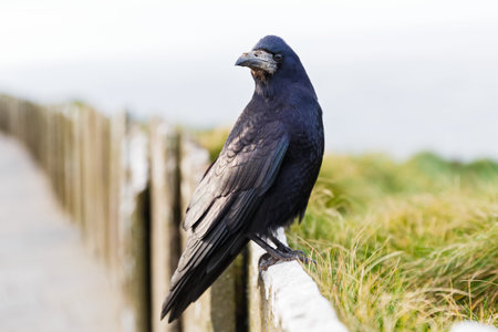Portrait of a standing friendly black crowの写真素材