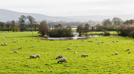 Sheep grazing on green pasture in Ireland