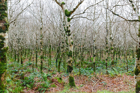Photo of a birch grove in early spring