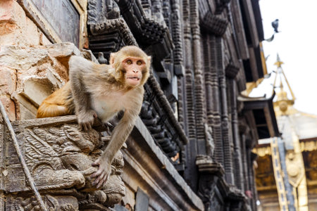 Photo of an angry rhesus monkey sitting on the wallの写真素材