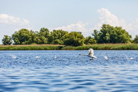 Beautiful landscape photo of Danube Delta in Romaniaの写真素材