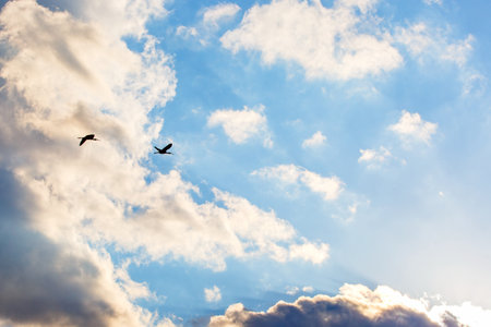 Flying glossy ibis under the cloudy blue skyの写真素材