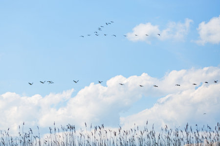 Landscape photo of flying white pelicans under the cloudy blue sky