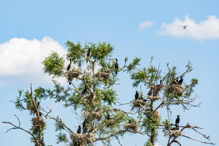 Photo of nesting great cormorants on dried up tree in Danube Deltaの写真素材