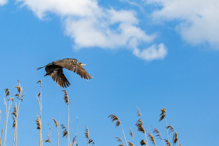 Flying cormorant under the cloudy blue skyの写真素材