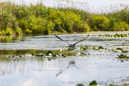 Flying great cormorant above water in Danube Deltaの写真素材