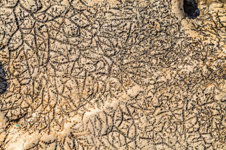 Close up photo of limestone texture, rocky coastline