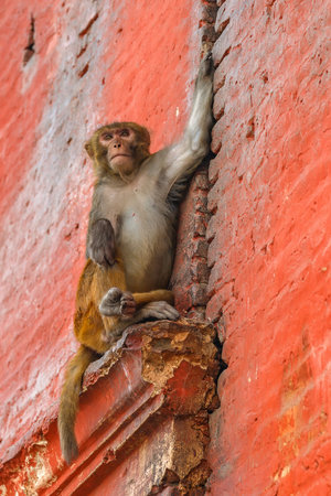 Photo of rhesus monkey sitting on the wallの写真素材