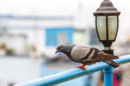 Photo of a gray pigeon next to the streetlampの写真素材