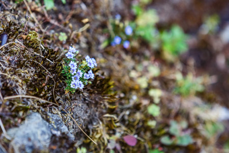 Close up photo of growing wild little purple flowersの写真素材