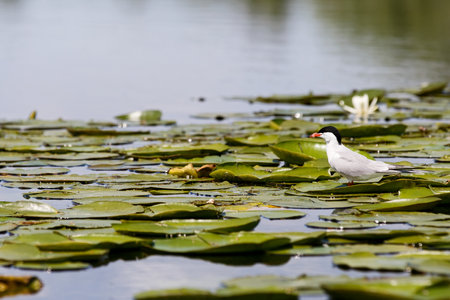 Common tern sitting on the water lilies leaves