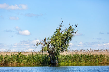 Beautiful landscape photo of Danube Delta in Romaniaの写真素材